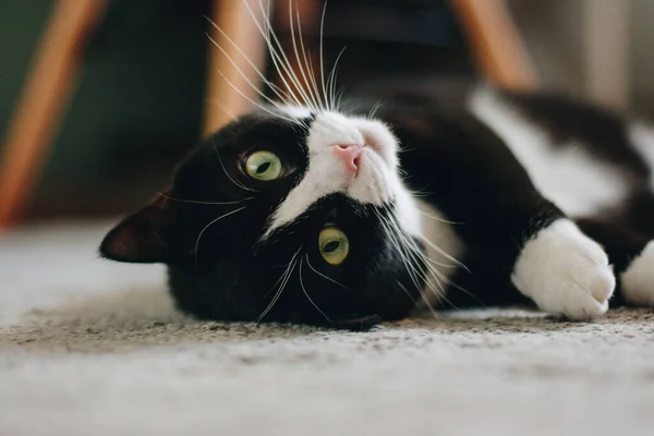 Närbild Porträtt Vacker Katt — Stockfoto