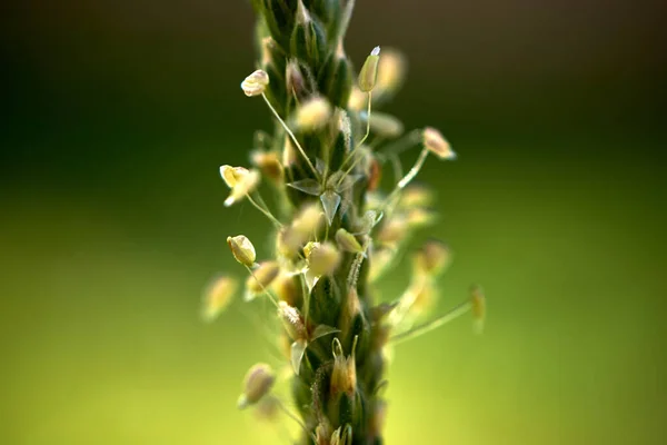 Piękne Botaniczne Ujęcie Naturalna Tapeta — Zdjęcie stockowe