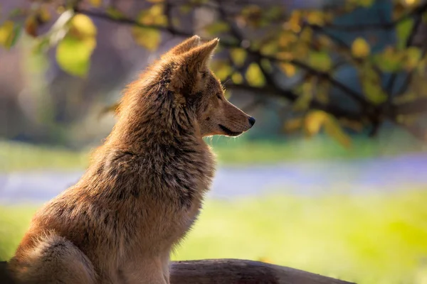 Closeup Shot Brown Dog — Stock Photo, Image