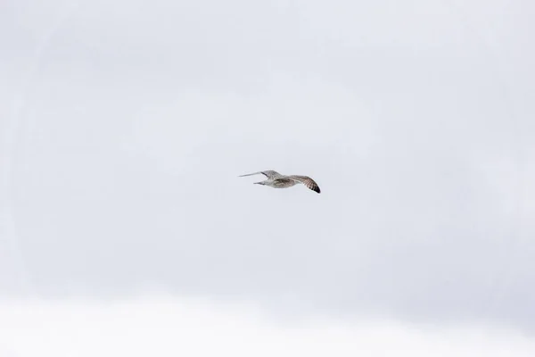 Möwen Fliegen Himmel — Stockfoto