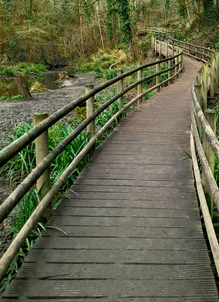 Ponte Madeira Floresta — Fotografia de Stock