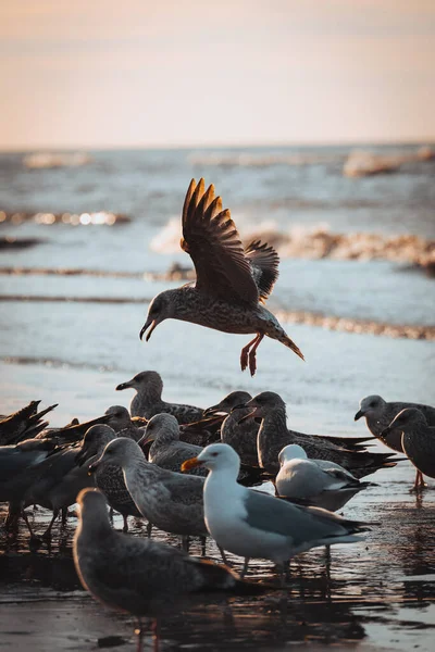 Seagulls Beach — Stock Photo, Image