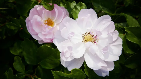 Beautiful Botanical Shot Natural Wallpaper — Stock Photo, Image