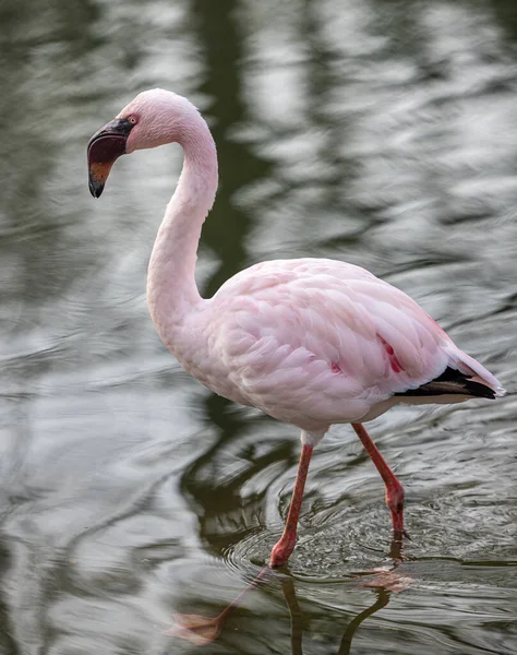 Egy Közeli Felvétel Egy Rózsaszín Flamingóról — Stock Fotó