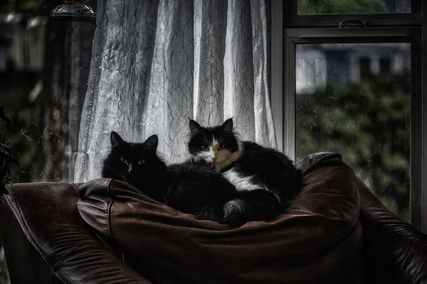 Chats Dans Chambre — Photo