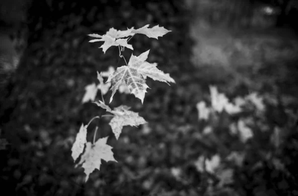 秋天的树叶在森林里 — 图库照片