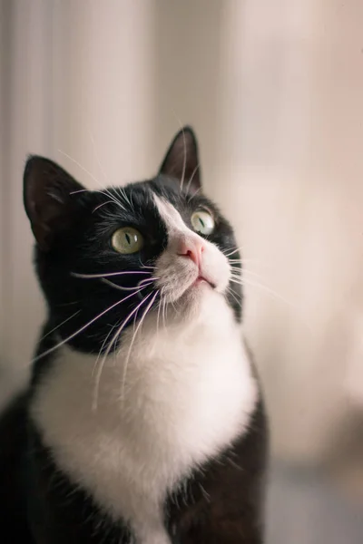 Güzel Bir Kedinin Yakın Plan Portresi — Stok fotoğraf