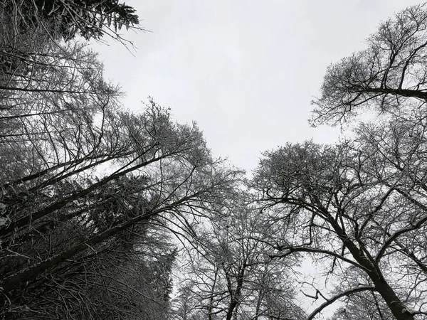 Branches Arbres Dans Forêt — Photo