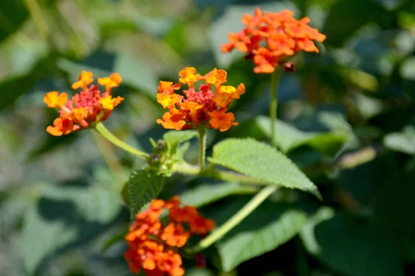 Botanical Shot Flowers Closeup — Stock Photo, Image