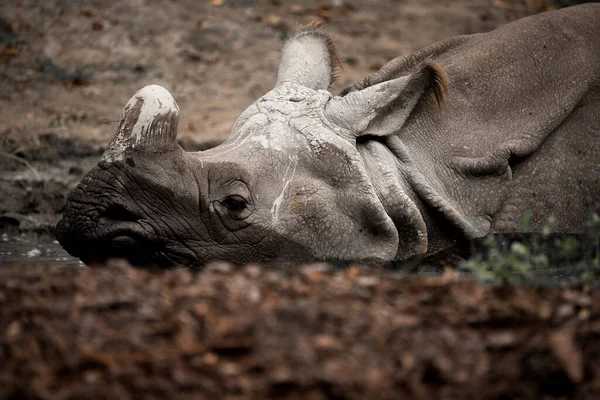 Gros Plan Rhinocéros Noir — Photo