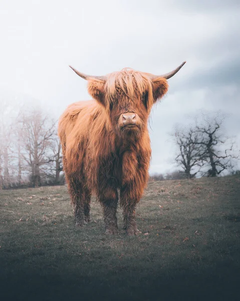 在农场上长着角的美丽而年轻的公牛 — 图库照片