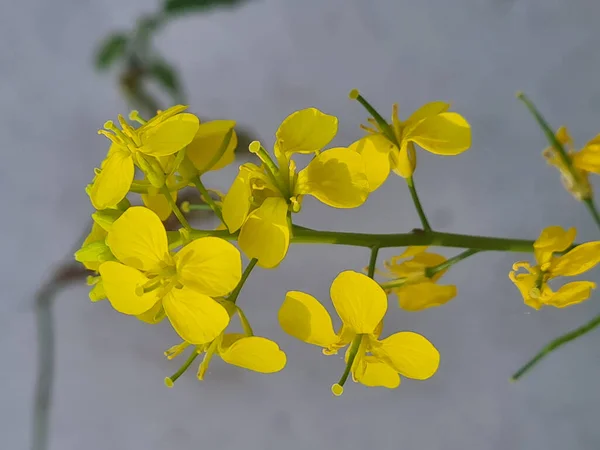 Plan Botanique Fleurs Gros Plan — Photo