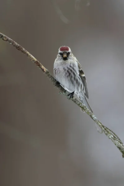 Vue Rapprochée Petit Oiseau — Photo