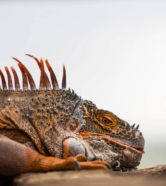 Primer Plano Una Iguana Sobre Fondo Blanco — Foto de Stock