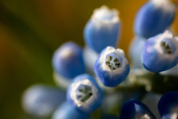 Cerrar Las Flores Azules Blancas — Foto de Stock