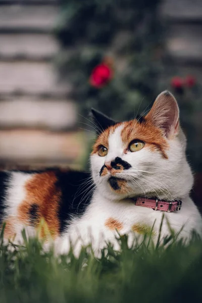 Cute Cat Street — Stock Photo, Image