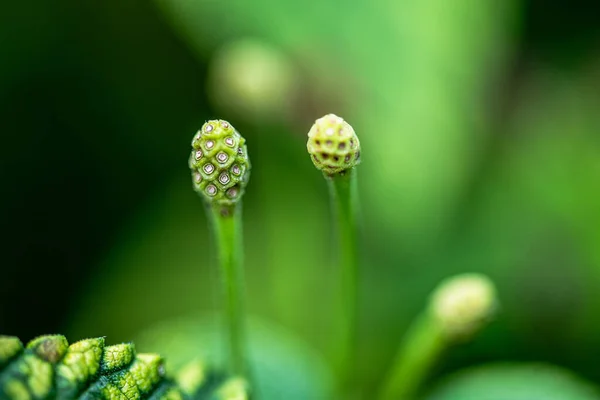 Зелене Листя Саду — стокове фото