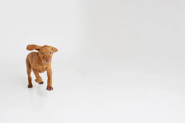 Dog White Background — Stock Photo, Image