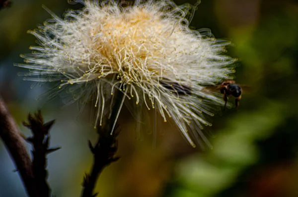 緑の花に蜂がいて — ストック写真
