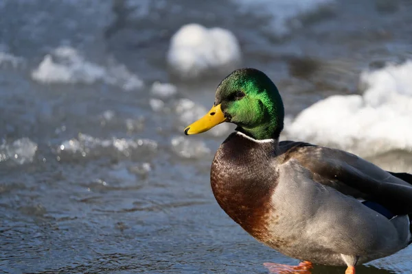 Pato Lago — Foto de Stock