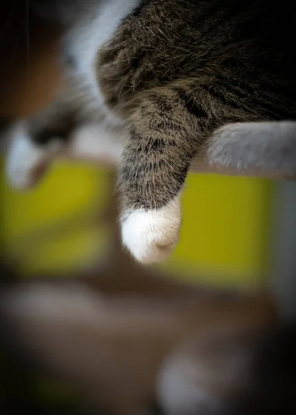 Gato Gaiola — Fotografia de Stock