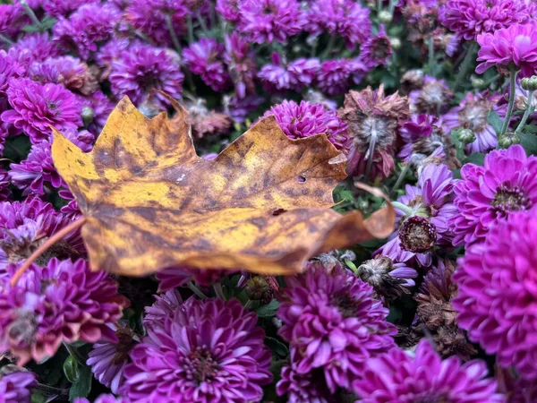 Hermosas Flores Jardín — Foto de Stock