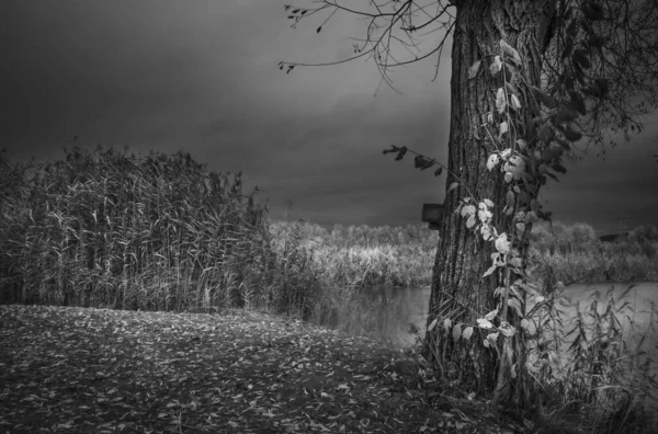 Bela Paisagem Com Uma Árvore Campo — Fotografia de Stock