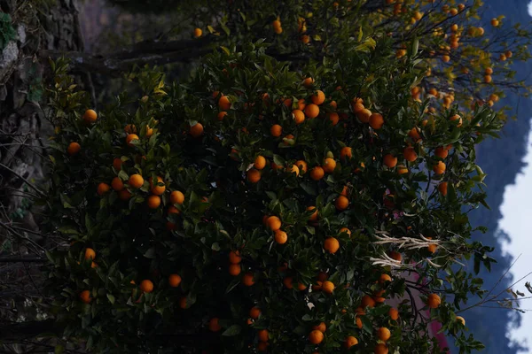 Sinaasappelboom Met Groene Bladeren — Stockfoto