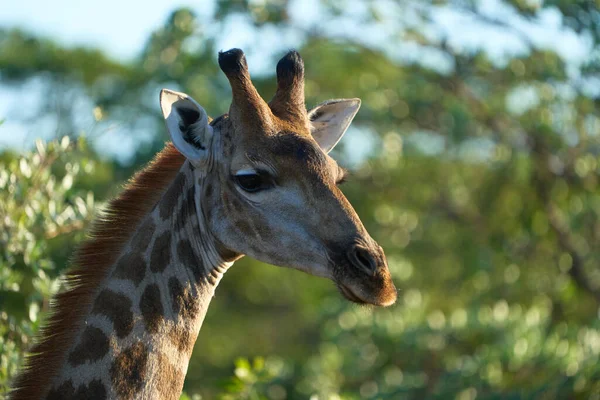 Tête Girafe Portrait Faune Sauvage — Photo