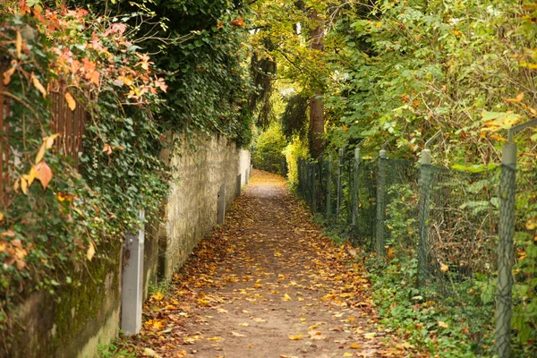 Herbstlandschaft Mit Bäumen Und Blättern — Stockfoto