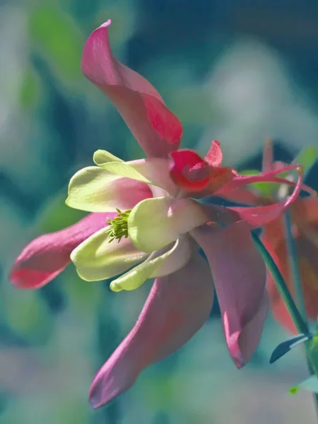 Botanical Shot Flowers Closeup — Stock Photo, Image