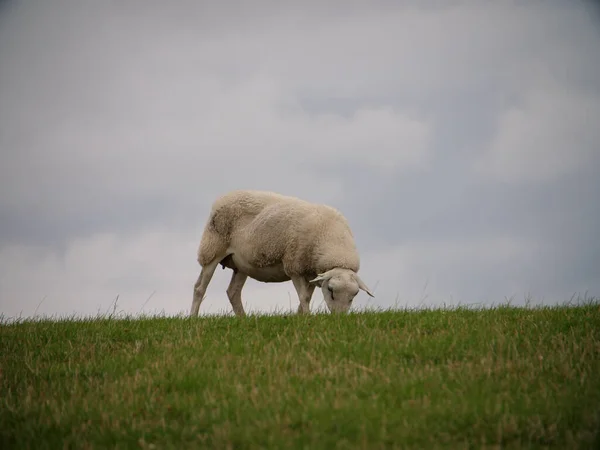 Pâturage Moutons Sur Une Prairie Verte — Photo