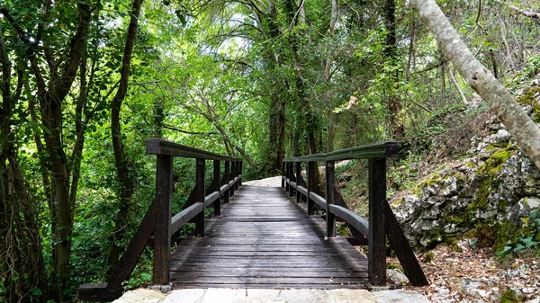 Ormanda Ahşap Köprü — Stok fotoğraf