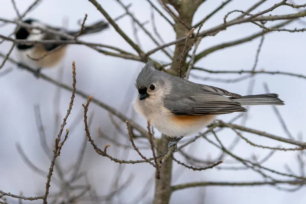 Vue Rapprochée Petit Oiseau — Photo