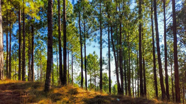 Hermoso Bosque Otoño Con Árboles — Foto de Stock