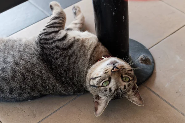 Katze Auf Der Straße — Stockfoto