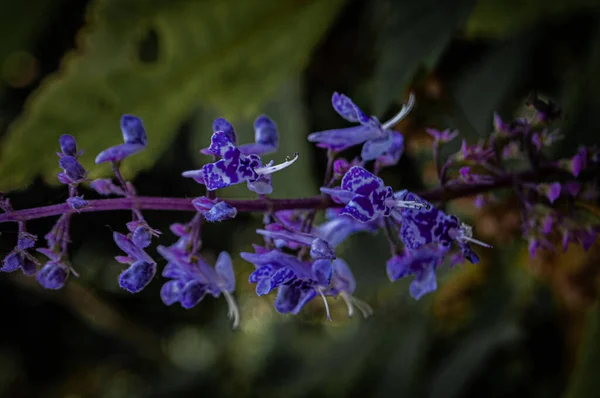 Botanische Schot Bloemen Closeup — Stockfoto