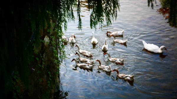 호수에 오리들 — 스톡 사진