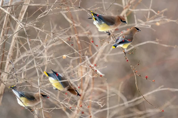 Vogels Boom — Stockfoto