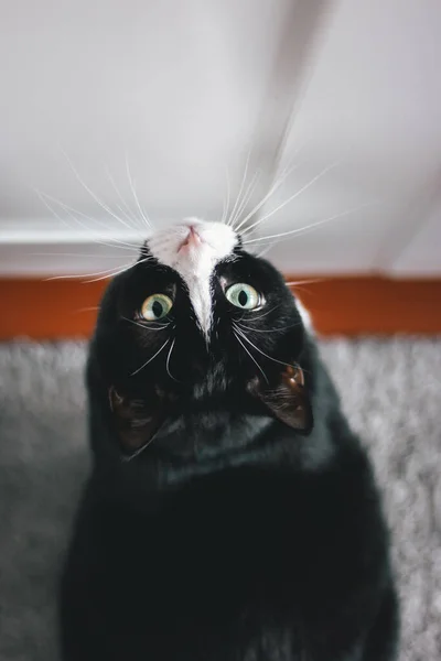 Chat Noir Blanc Aux Yeux Rouges — Photo