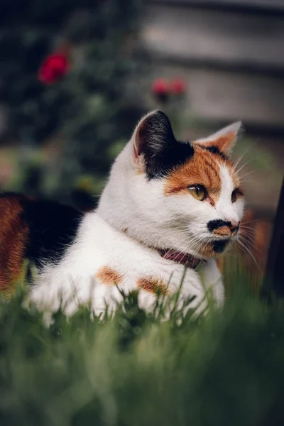 Chat Mignon Dans Rue — Photo