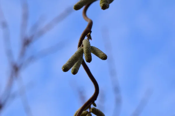 美しい植物画 自然壁紙 — ストック写真