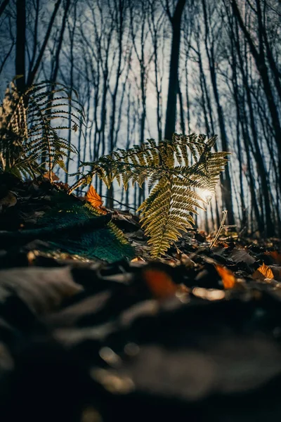 森の中の紅葉 — ストック写真