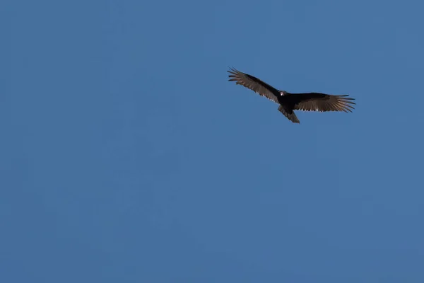 Latający Ptak Locie — Zdjęcie stockowe