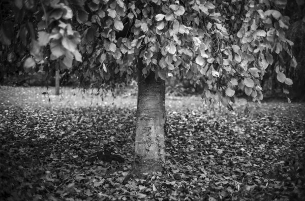 Bela Paisagem Outono Com Uma Árvore — Fotografia de Stock