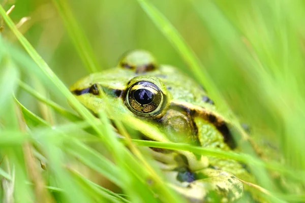 Βάτραχος Στο Πράσινο Γρασίδι — Φωτογραφία Αρχείου