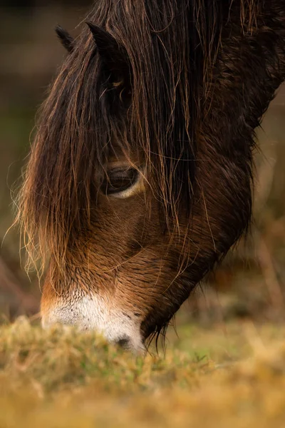 Closeup Shot Brown Horse — Stock Photo, Image