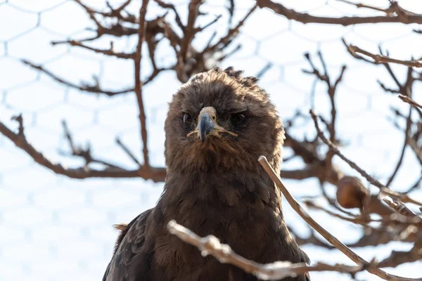 Nahaufnahme Eines Vogels — Stockfoto