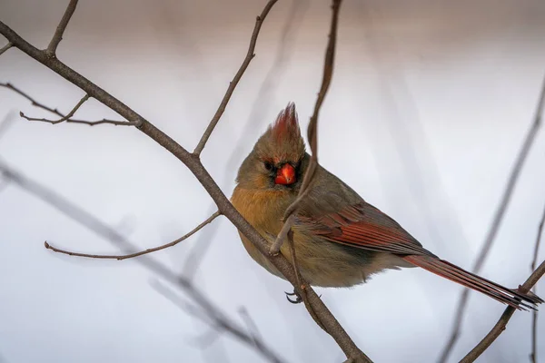 Vue Rapprochée Petit Oiseau — Photo