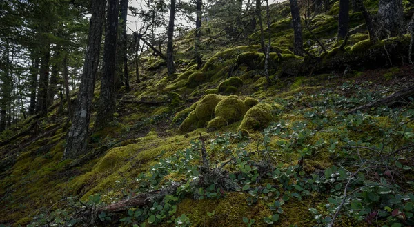 Krásná Krajina Řekou Lese — Stock fotografie